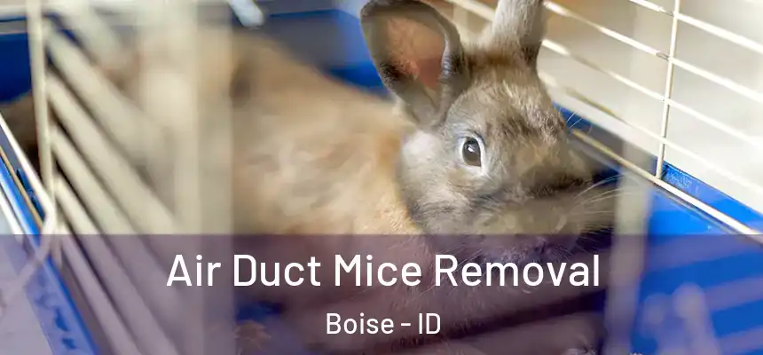 Air Duct Mice Removal Boise - ID